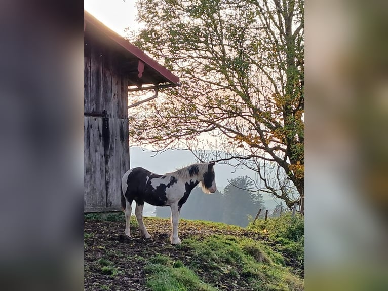 Cob Irlandese / Tinker / Gypsy Vanner Stallone 1 Anno Pezzato in Oberstaufen