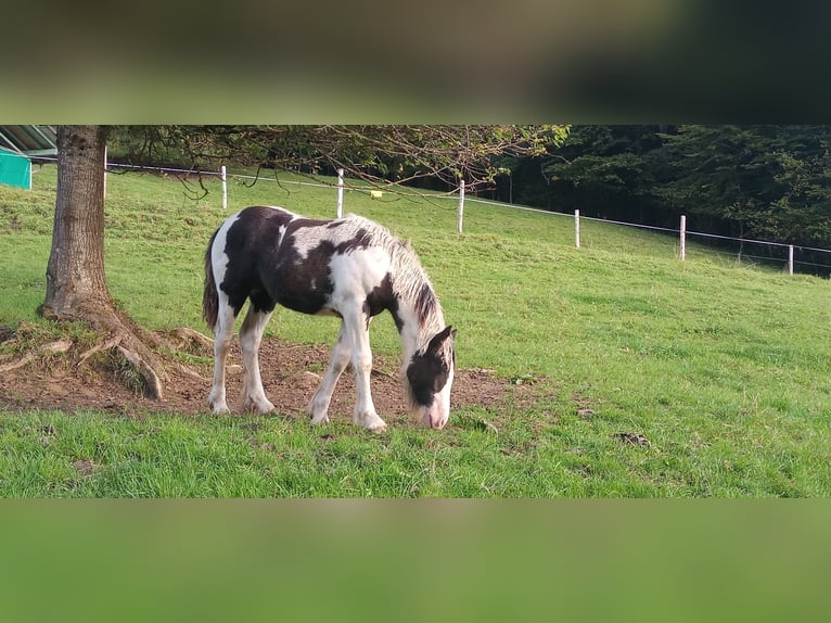 Cob Irlandese / Tinker / Gypsy Vanner Stallone 1 Anno Pezzato in Oberstaufen