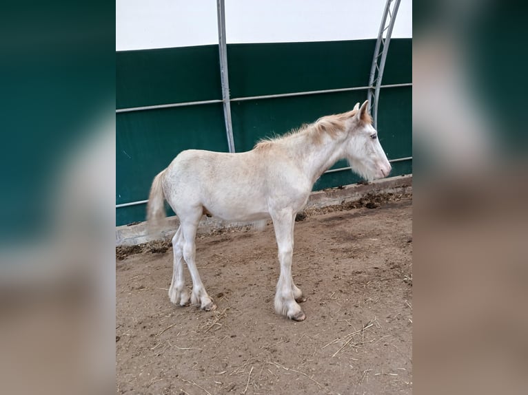 Cob Irlandese / Tinker / Gypsy Vanner Stallone 1 Anno Sabino in Wlen