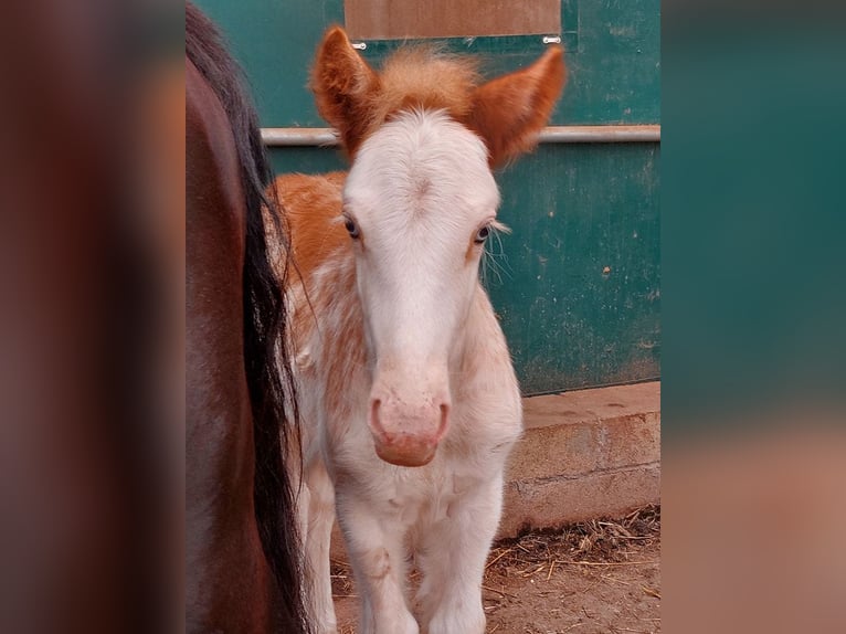 Cob Irlandese / Tinker / Gypsy Vanner Stallone 1 Anno Sabino in Wlen