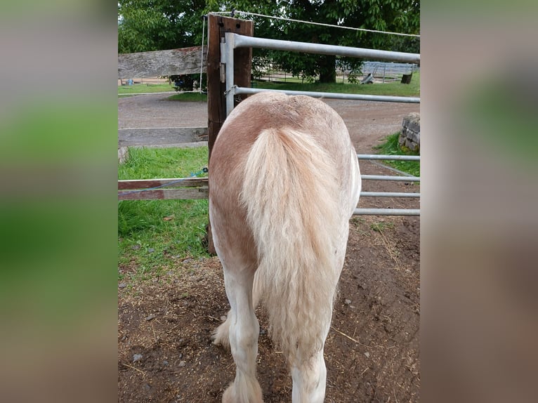 Cob Irlandese / Tinker / Gypsy Vanner Stallone 1 Anno Sabino in Wlen