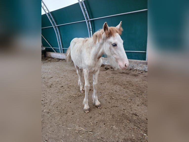 Cob Irlandese / Tinker / Gypsy Vanner Stallone 1 Anno Sabino in Wlen