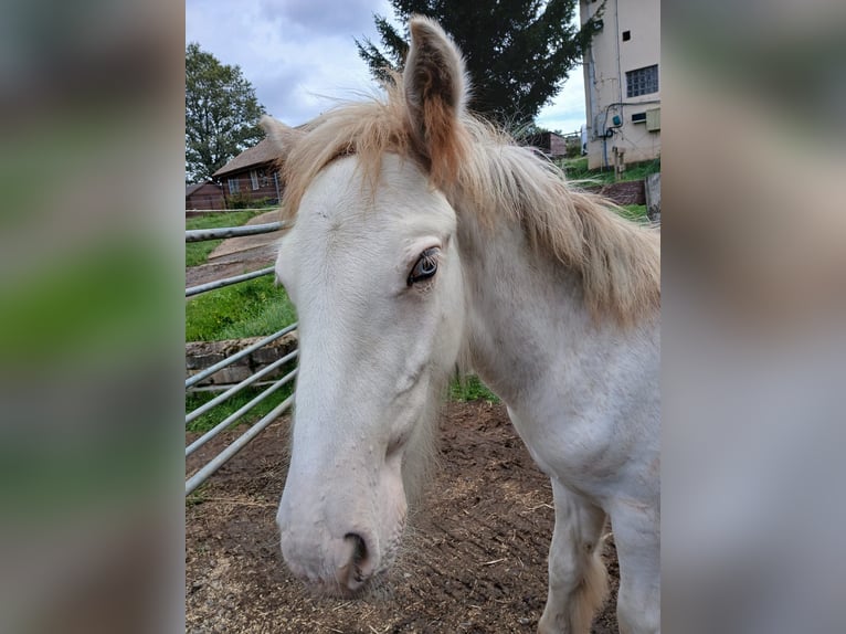 Cob Irlandese / Tinker / Gypsy Vanner Stallone 1 Anno Sabino in Wlen