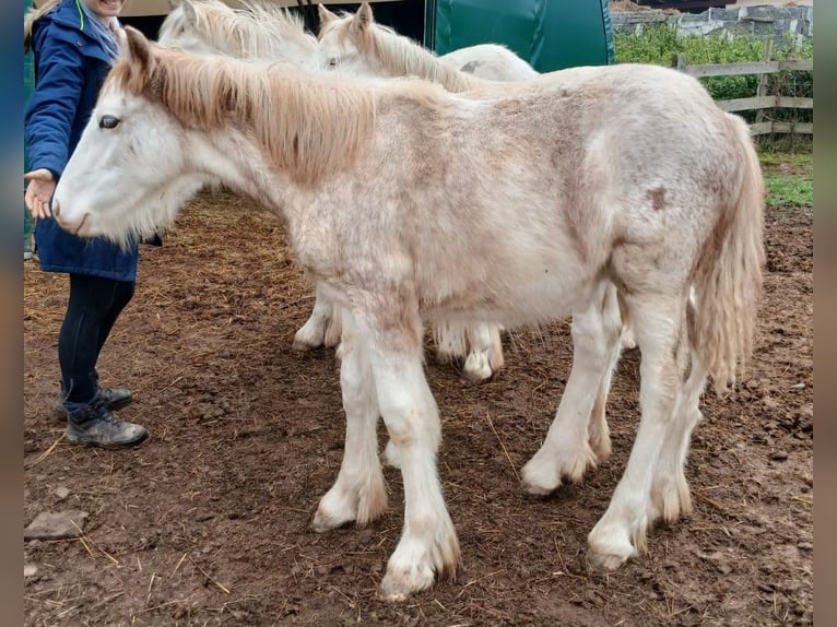 Cob Irlandese / Tinker / Gypsy Vanner Stallone 1 Anno Sabino in Wlen