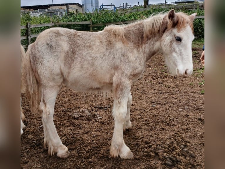 Cob Irlandese / Tinker / Gypsy Vanner Stallone 1 Anno Sabino in Wlen