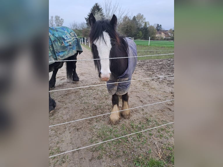 Cob Irlandese / Tinker / Gypsy Vanner Stallone 2 Anni 125 cm Baio in Fahrenzhausen