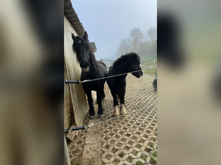 Cob Irlandese / Tinker / Gypsy Vanner Stallone 2 Anni 125 cm Baio in Fahrenzhausen