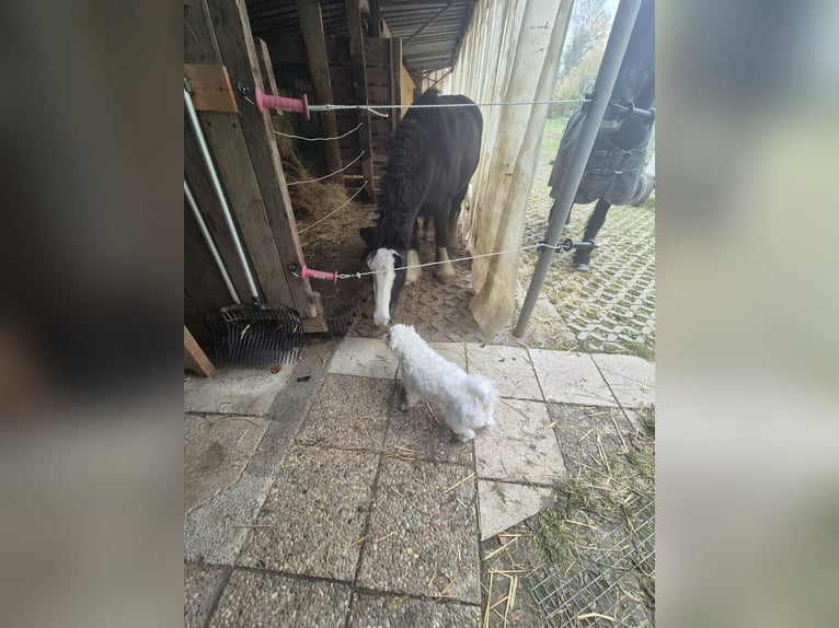 Cob Irlandese / Tinker / Gypsy Vanner Stallone 2 Anni 125 cm Baio in Fahrenzhausen