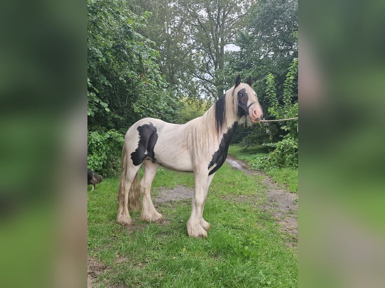 Cob Irlandese / Tinker / Gypsy Vanner Stallone 2 Anni 130 cm Pezzato in Dwingeloo