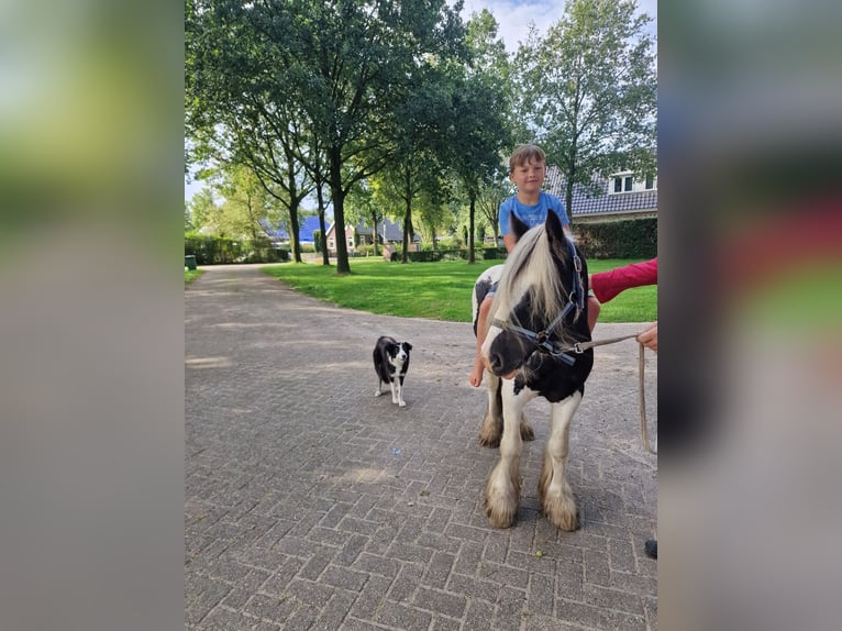 Cob Irlandese / Tinker / Gypsy Vanner Stallone 2 Anni 130 cm Pezzato in Dwingeloo