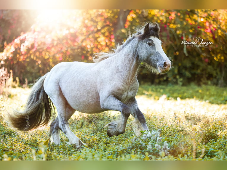 Cob Irlandese / Tinker / Gypsy Vanner Stallone 2 Anni 148 cm Leopard in Gindou