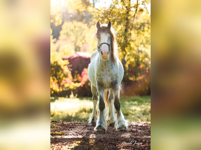 Cob Irlandese / Tinker / Gypsy Vanner Stallone 2 Anni 148 cm Leopard in Gindou