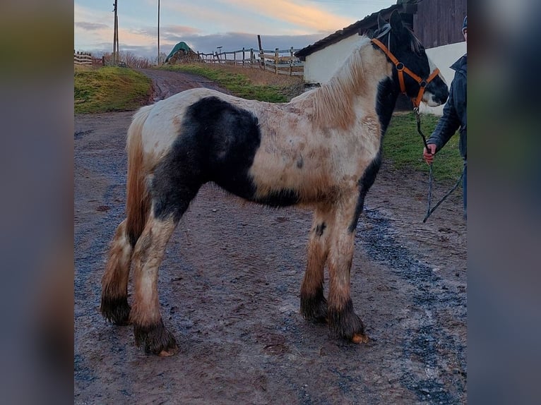 Cob Irlandese / Tinker / Gypsy Vanner Stallone 2 Anni 148 cm Pezzato in Wlen