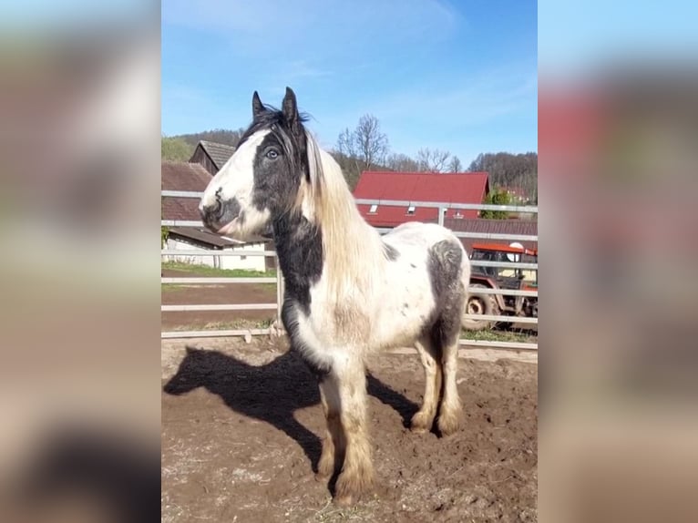 Cob Irlandese / Tinker / Gypsy Vanner Stallone 2 Anni 148 cm Pezzato in Wlen