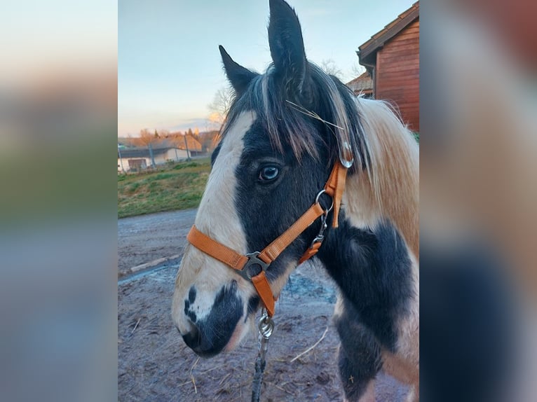 Cob Irlandese / Tinker / Gypsy Vanner Stallone 2 Anni 148 cm Pezzato in Wlen