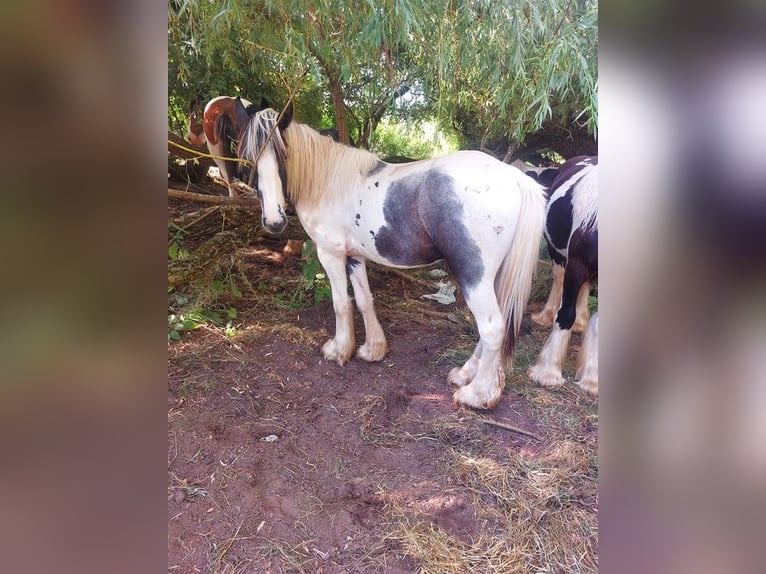 Cob Irlandese / Tinker / Gypsy Vanner Stallone 2 Anni 148 cm Pezzato in Wlen