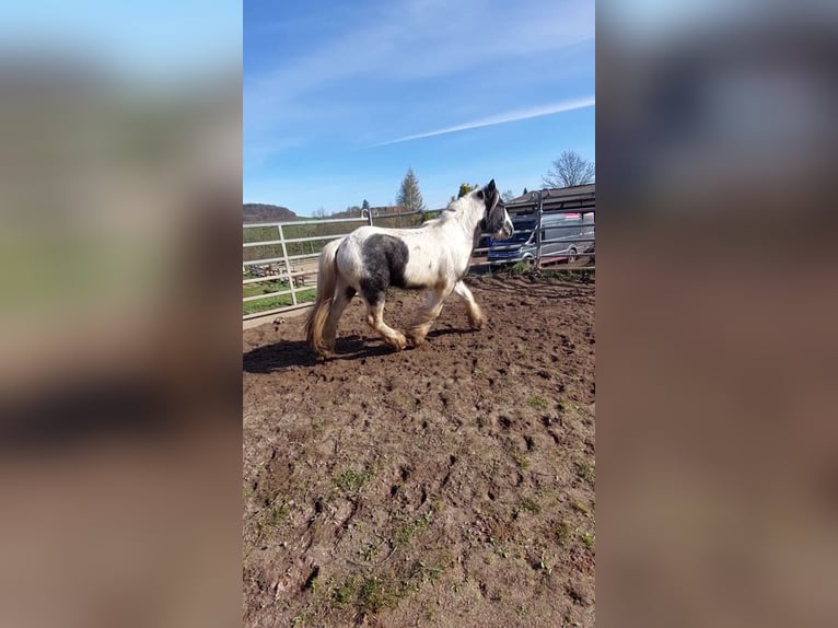 Cob Irlandese / Tinker / Gypsy Vanner Stallone 2 Anni 148 cm Pezzato in Wlen