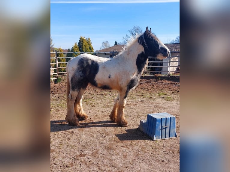 Cob Irlandese / Tinker / Gypsy Vanner Stallone 2 Anni 148 cm Pezzato in Wlen