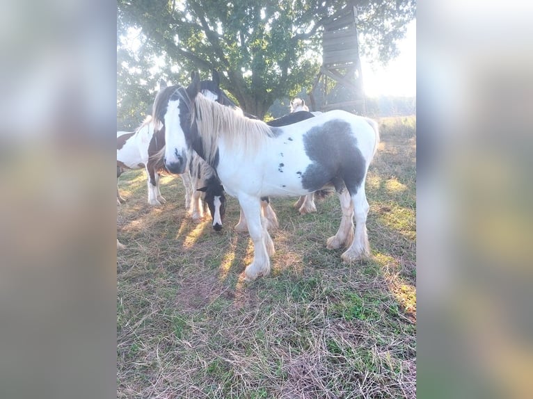 Cob Irlandese / Tinker / Gypsy Vanner Stallone 2 Anni 148 cm Pezzato in Wlen