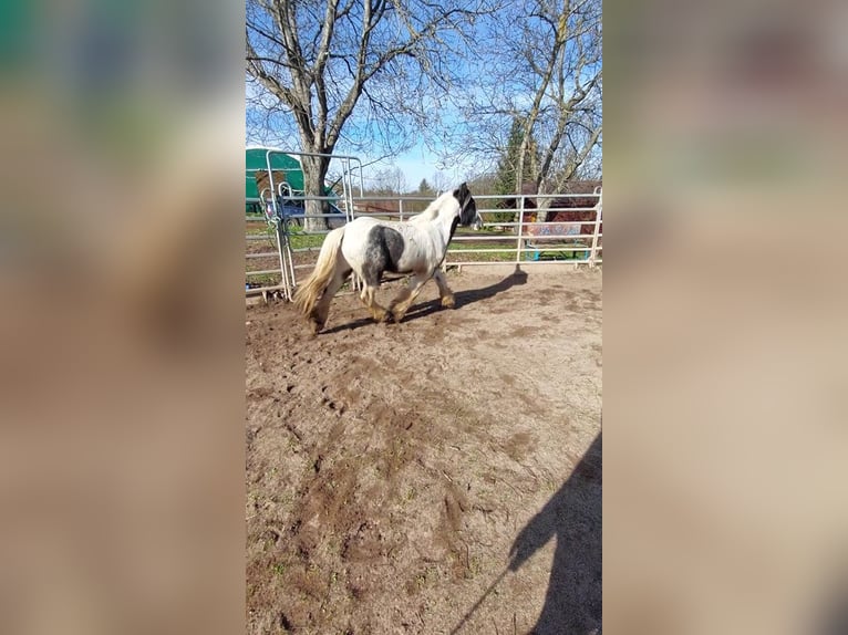 Cob Irlandese / Tinker / Gypsy Vanner Stallone 2 Anni 148 cm Pezzato in Wlen