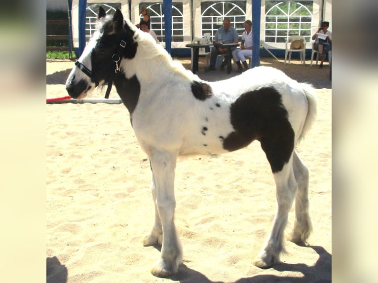 Cob Irlandese / Tinker / Gypsy Vanner Stallone 2 Anni 148 cm Pezzato in Wlen