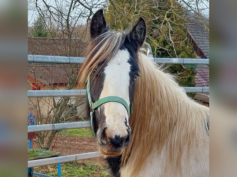 Cob Irlandese / Tinker / Gypsy Vanner Stallone 2 Anni 148 cm Pezzato in Wlen