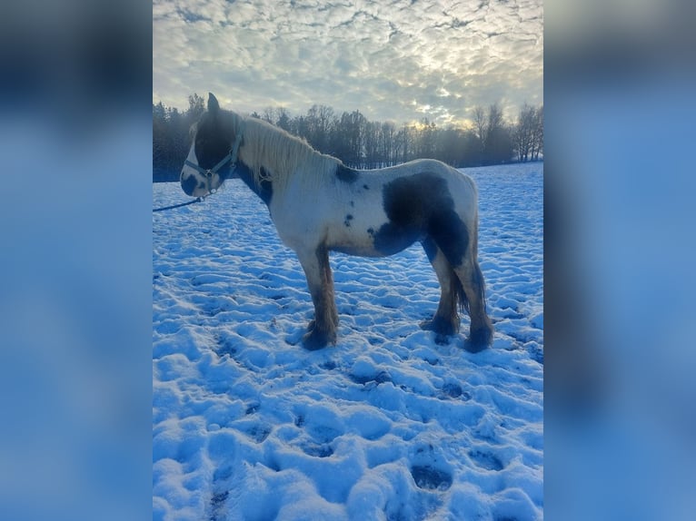 Cob Irlandese / Tinker / Gypsy Vanner Stallone 2 Anni 148 cm Pezzato in Wlen