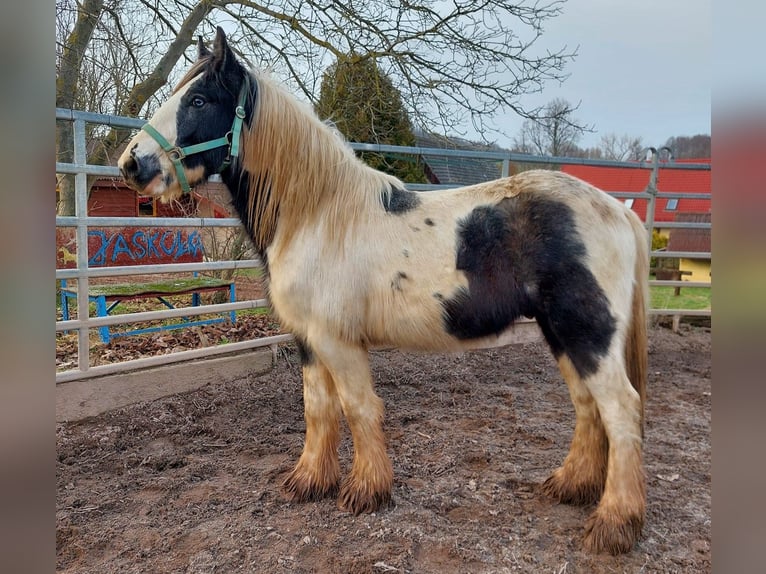 Cob Irlandese / Tinker / Gypsy Vanner Stallone 2 Anni 148 cm Pezzato in Wlen