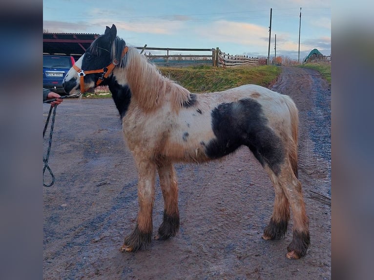 Cob Irlandese / Tinker / Gypsy Vanner Stallone 2 Anni 148 cm Pezzato in Wlen