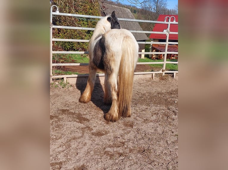 Cob Irlandese / Tinker / Gypsy Vanner Stallone 2 Anni 148 cm Pezzato in Wlen