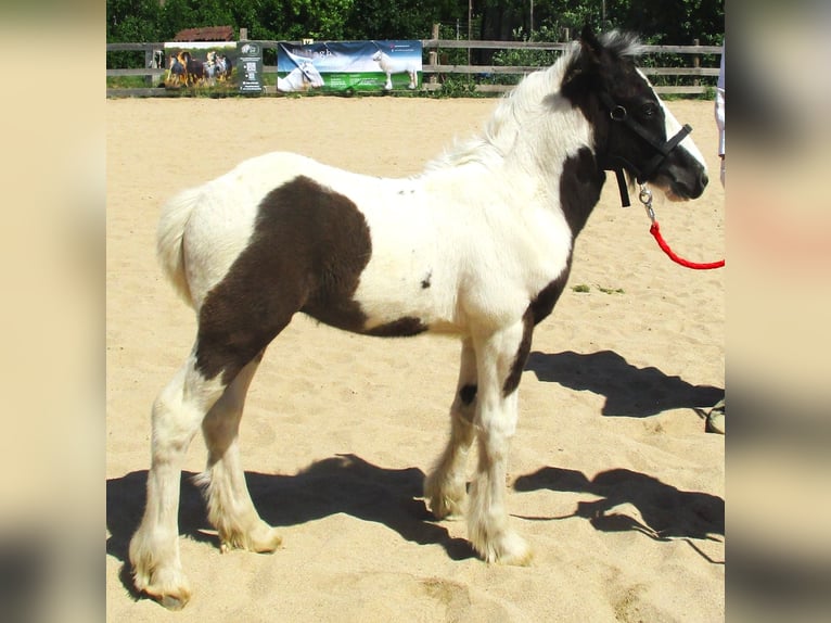 Cob Irlandese / Tinker / Gypsy Vanner Stallone 2 Anni 148 cm Pezzato in Wlen