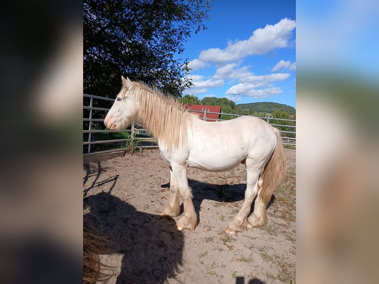 Cob Irlandese / Tinker / Gypsy Vanner Stallone 2 Anni 153 cm Sabino in Wleń