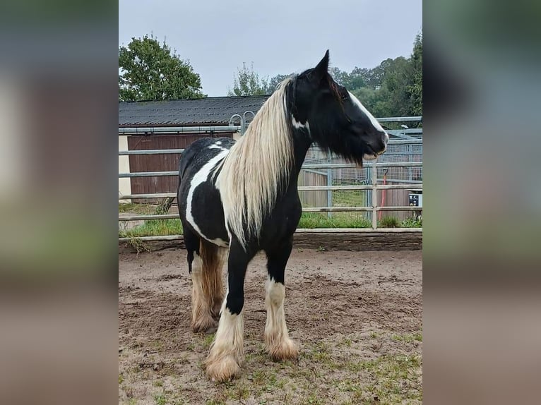 Cob Irlandese / Tinker / Gypsy Vanner Stallone 2 Anni 153 cm Tobiano-tutti i colori in Klecza