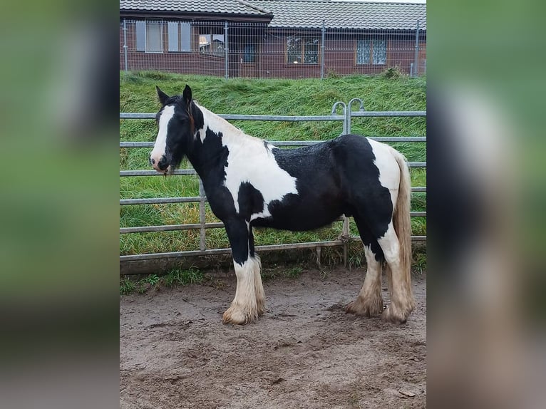 Cob Irlandese / Tinker / Gypsy Vanner Stallone 2 Anni 153 cm Tobiano-tutti i colori in Klecza