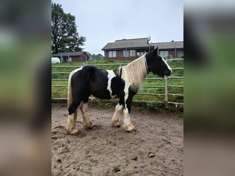 Cob Irlandese / Tinker / Gypsy Vanner Stallone 2 Anni 153 cm Tobiano-tutti i colori in Klecza