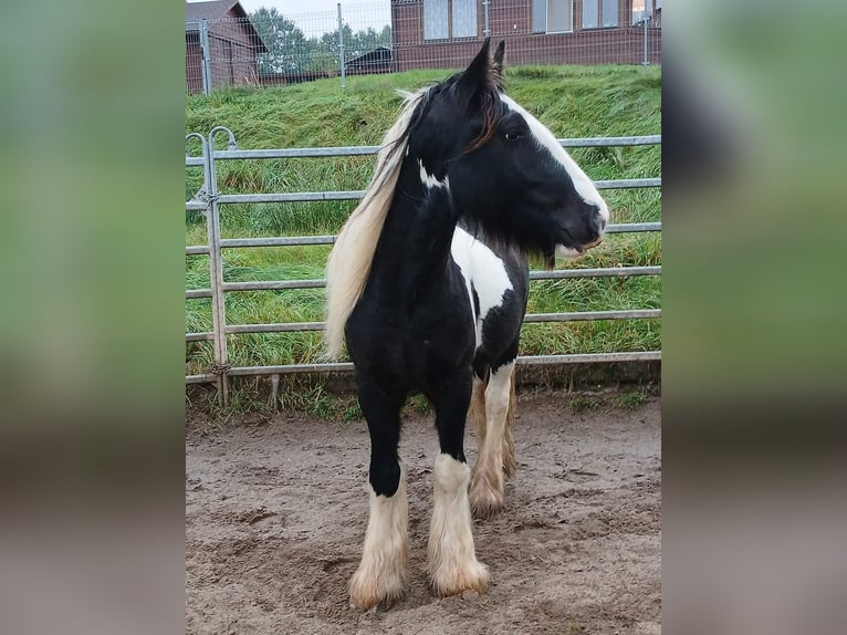 Cob Irlandese / Tinker / Gypsy Vanner Stallone 2 Anni 153 cm Tobiano-tutti i colori in Klecza