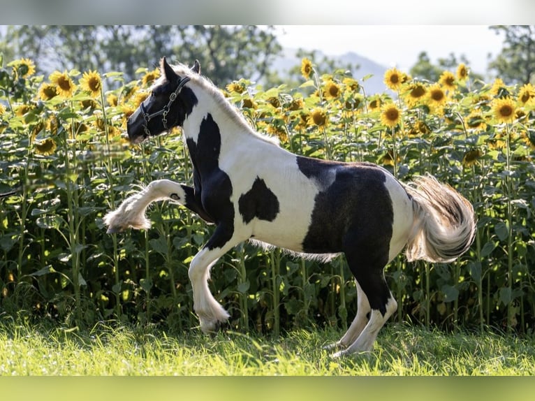 Cob Irlandese / Tinker / Gypsy Vanner Stallone 2 Anni 154 cm Tobiano-tutti i colori in Bern 65