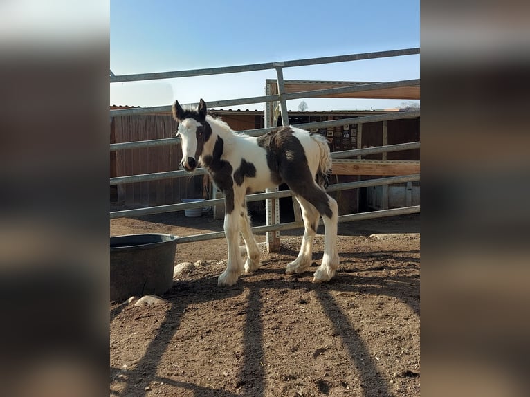 Cob Irlandese / Tinker / Gypsy Vanner Stallone 2 Anni 154 cm Tobiano-tutti i colori in Bern 65