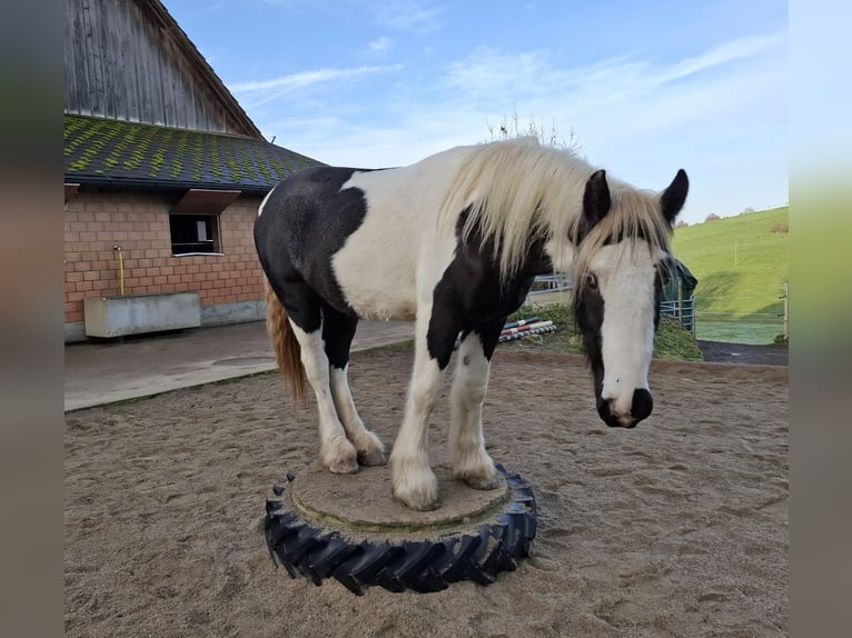 Cob Irlandese / Tinker / Gypsy Vanner Stallone 2 Anni 154 cm Tobiano-tutti i colori in Bern 65