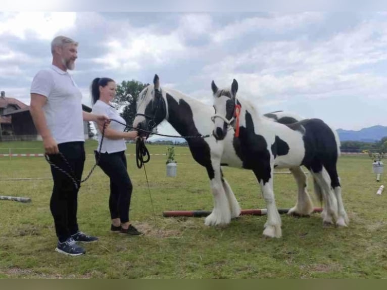 Cob Irlandese / Tinker / Gypsy Vanner Stallone 2 Anni 154 cm Tobiano-tutti i colori in Bern 65