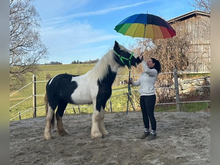 Cob Irlandese / Tinker / Gypsy Vanner Stallone 2 Anni 154 cm Tobiano-tutti i colori in Bern 65