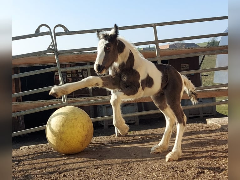 Cob Irlandese / Tinker / Gypsy Vanner Stallone 2 Anni 154 cm Tobiano-tutti i colori in Bern 65