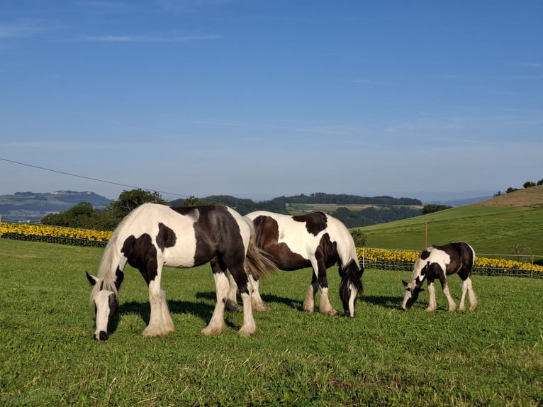 Cob Irlandese / Tinker / Gypsy Vanner Stallone 2 Anni 154 cm Tobiano-tutti i colori in Bern 65