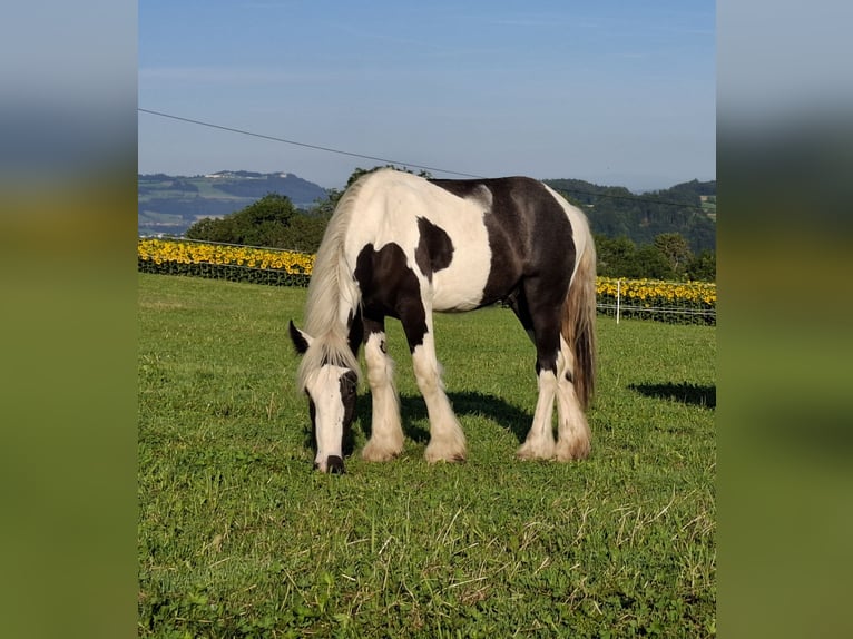 Cob Irlandese / Tinker / Gypsy Vanner Stallone 2 Anni 154 cm Tobiano-tutti i colori in Bern 65