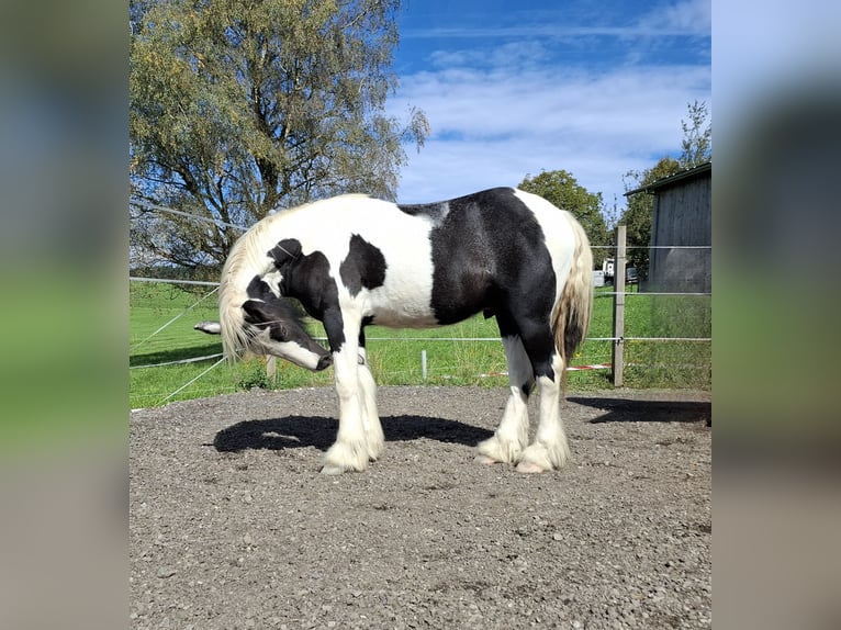 Cob Irlandese / Tinker / Gypsy Vanner Stallone 2 Anni 154 cm Tobiano-tutti i colori in Bern 65