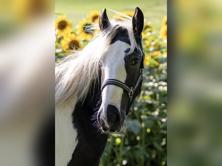 Cob Irlandese / Tinker / Gypsy Vanner Stallone 2 Anni 154 cm Tobiano-tutti i colori in Bern 65