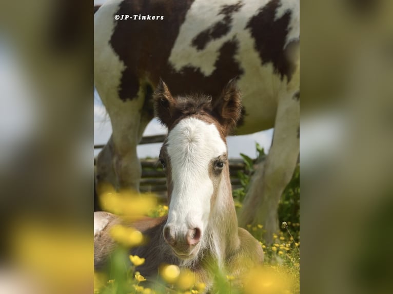 Cob Irlandese / Tinker / Gypsy Vanner Stallone 2 Anni 155 cm Baio in Hulsberg