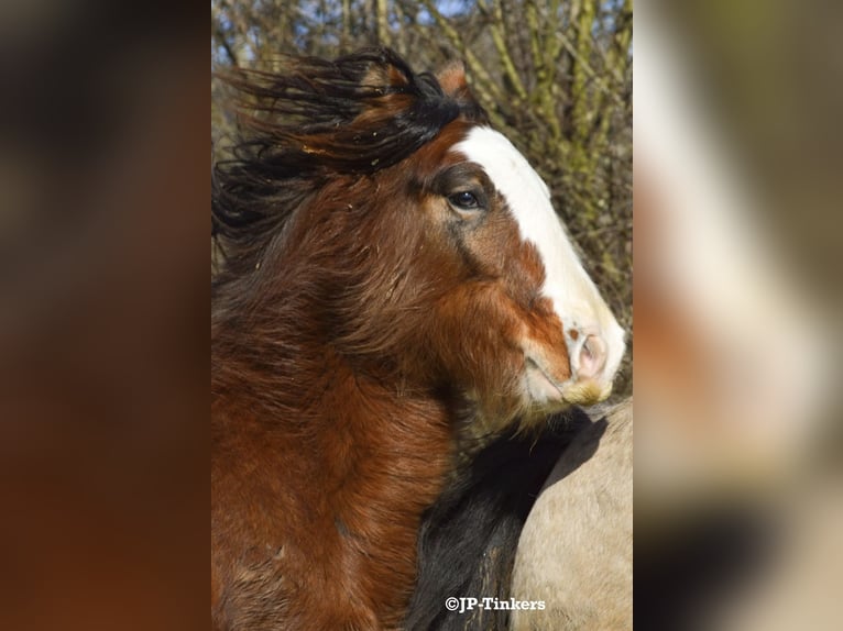 Cob Irlandese / Tinker / Gypsy Vanner Stallone 2 Anni 155 cm Baio in Hulsberg