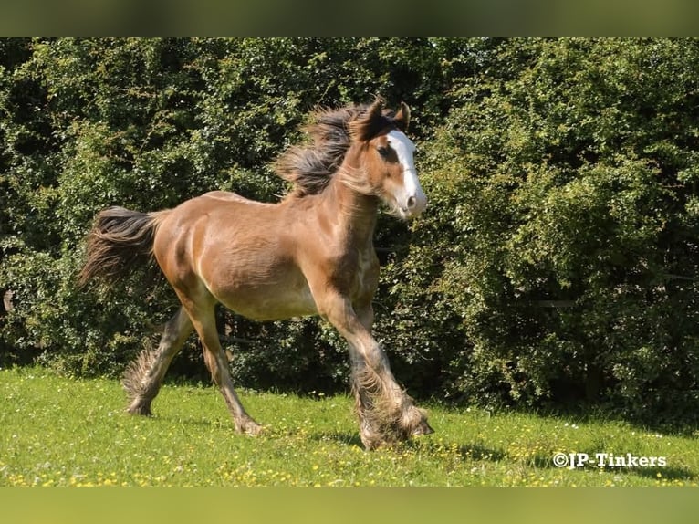 Cob Irlandese / Tinker / Gypsy Vanner Stallone 2 Anni 155 cm Baio in Hulsberg