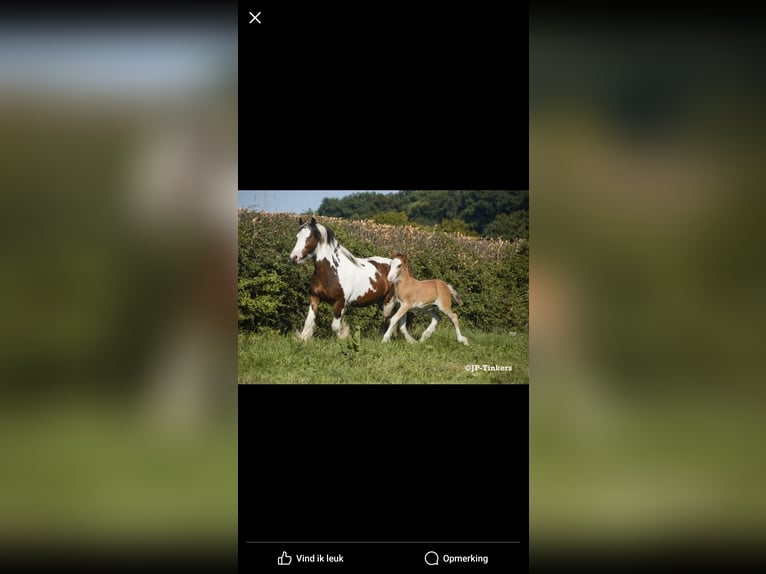 Cob Irlandese / Tinker / Gypsy Vanner Stallone 2 Anni 155 cm Baio in Hulsberg